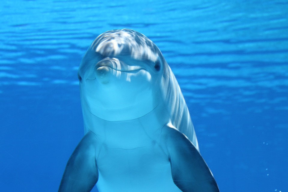 World Wildlife Day - Dolphin