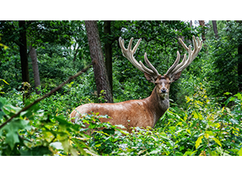 Protects Biodiversity
